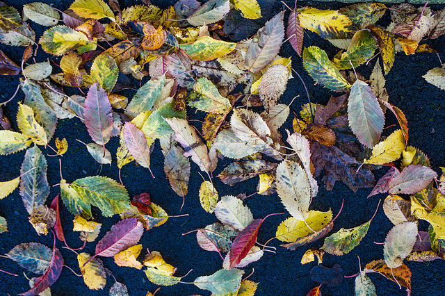 Autumn Leaves on the Ground (3)