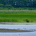 Burton Mere Wetlands