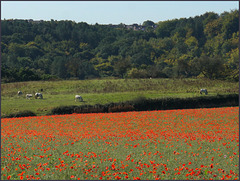 Horses and a small corner of the Poppy fields..