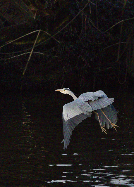 Grey Heron in Flight