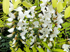 Scheinakazie oder Robinie (Robinia pseudoacacia).  ©UdoSm