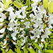 Scheinakazie oder Robinie (Robinia pseudoacacia).  ©UdoSm