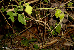 85 Bostera sps Last Instar Male Nymph