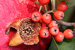Pomegranate Spawning