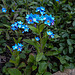 20200419 7262CPw [D~LIP] Wald-Vergissmeinnicht (Myosotis sylvatica agg), Bad Salzuflen