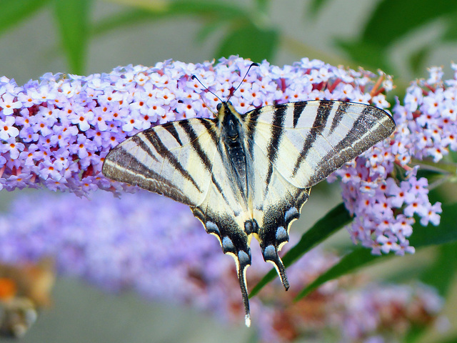 P1330653- Le Flambé (Iphiclides podalirius) - Jardin Hauteville  31 août 2016