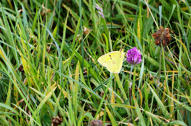 In de Uitlandse polder