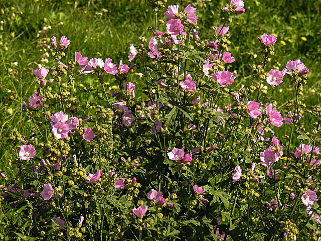 20200901 9665CPw [D~PB] Roseneibisch (Hibiskus), Steinhorster Becken, Delbrück