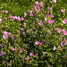 20200901 9665CPw [D~PB] Roseneibisch (Hibiskus), Steinhorster Becken, Delbrück