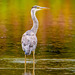 Heron