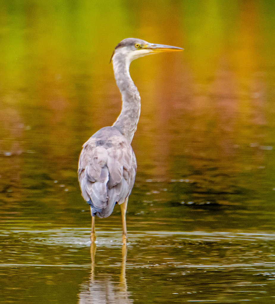 Heron