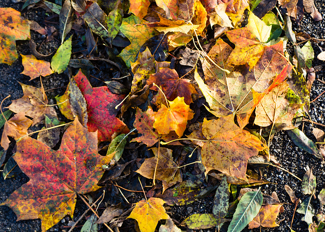 Autumn Leaves on the Ground (2)