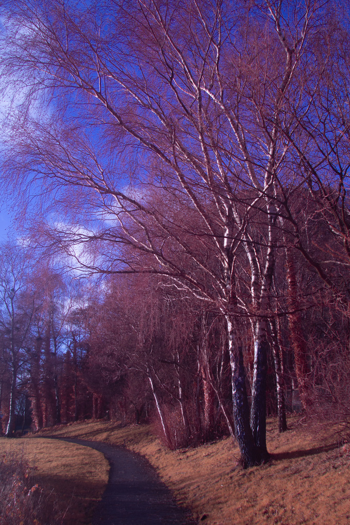Birch Tree - IRChrome