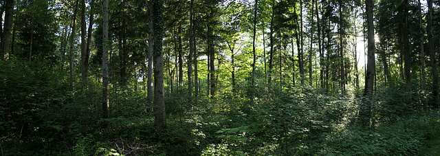 ich glaub ich steh im Wald