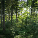 ich glaub ich steh im Wald