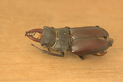 Dead stag beetle