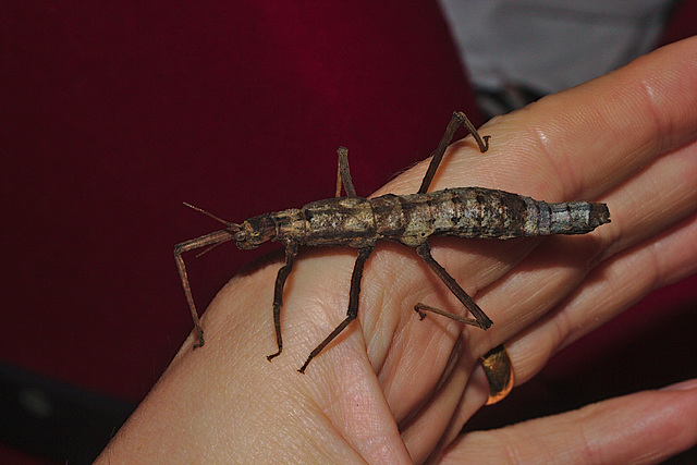 Stick insect IMG_1867