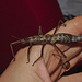 Stick insect IMG_1867
