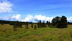 BE - Jalhay - Fagnes de Polleur