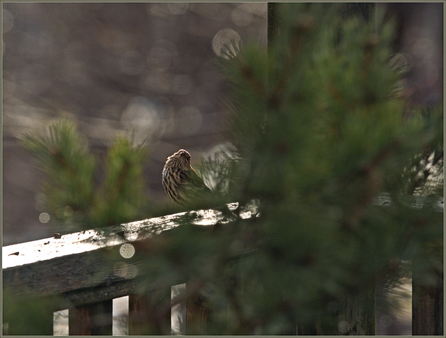 Pine siskin in the morning sun, behind my pet pine