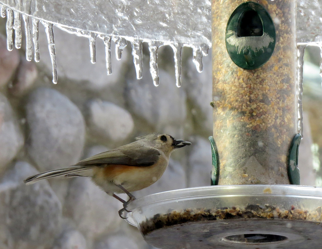 Titmoouse under the feeder dome.