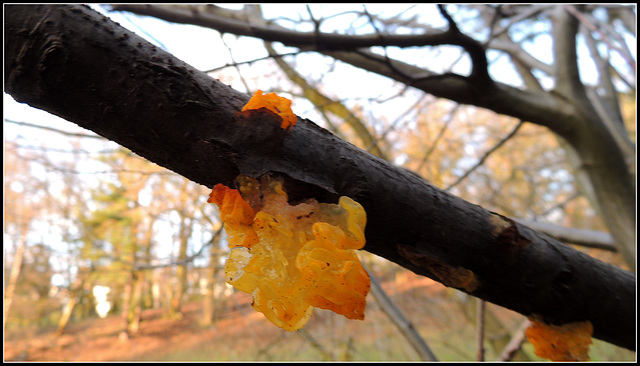 Strange Mushroom(Tremella mesenterica) ?