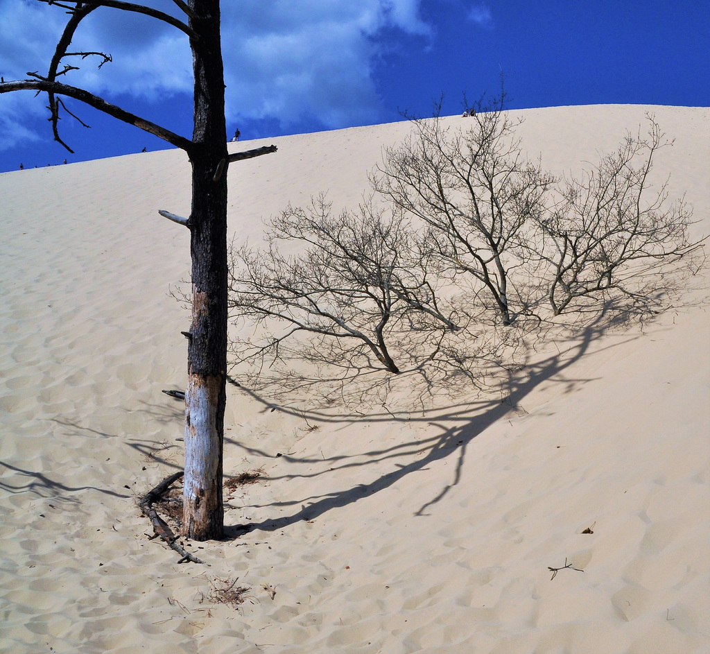 Cycling from Bordeaux Vineyards to the Atlantic Coast / Dune du Pilat