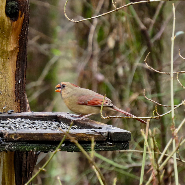 Northern cardinal