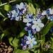 20200419 7263CPw [D~LIP] Wald-Vergissmeinnicht (Myosotis sylvatica agg), Bad Salzuflen