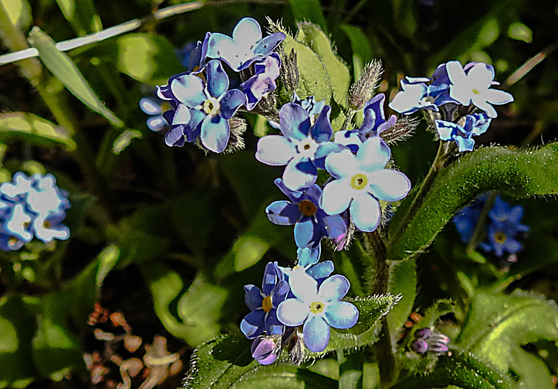 20200419 7263CPw [D~LIP] Wald-Vergissmeinnicht (Myosotis sylvatica agg), Bad Salzuflen