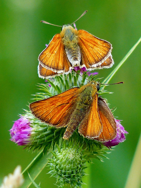 P1420849- Couple d'Hespérie de la houque (Thymelicus sylvestris) - Jardin  03 juillet 2017