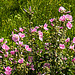 20200901 9666CPw [D~PB] Roseneibisch (Hibiskus), Steinhorster Becken, Delbrück