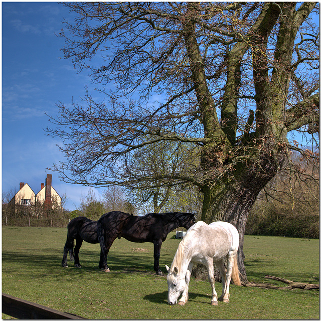 Essex Horses