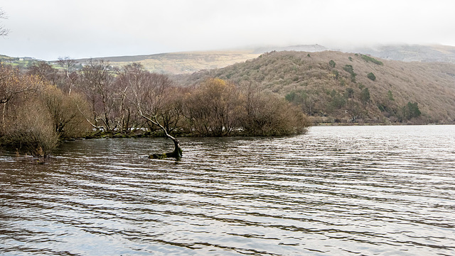 The lone tree, Lake Padarn from a different directiom.