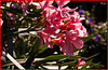 Nerium Oleander en la tapia de una finca + (1 nota)