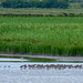 Bar Tailed Godwits