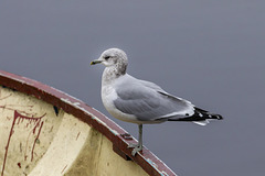 Juvenile Herring Gull