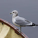 Juvenile Herring Gull