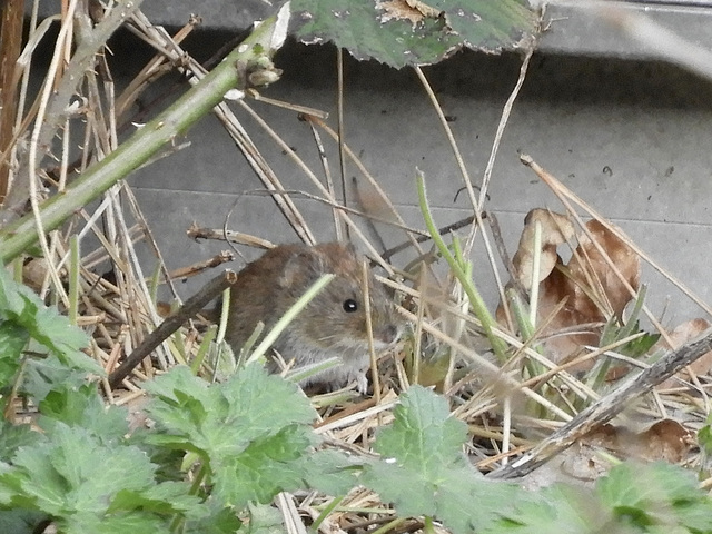 Bank Vole