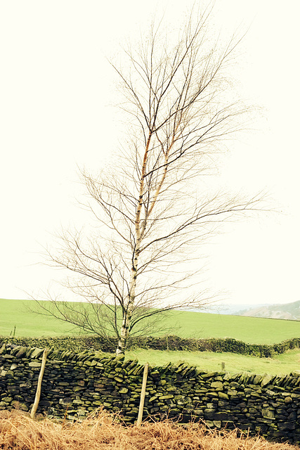 Middle Moor tree