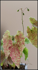 Epimedium 'Amber Queen'