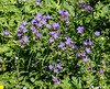 Geranium silvaticum - 2015-06-26--D4-DSC3049