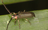 IMG 7653beetle