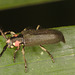 IMG 7653beetle