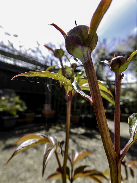 Ants on the Tree Peony buds