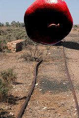 Big Red Pomegranate, on the Silverton Track