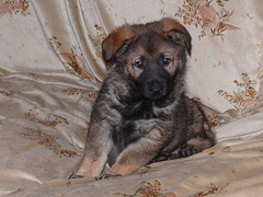 My new puppy, 6 weeks old