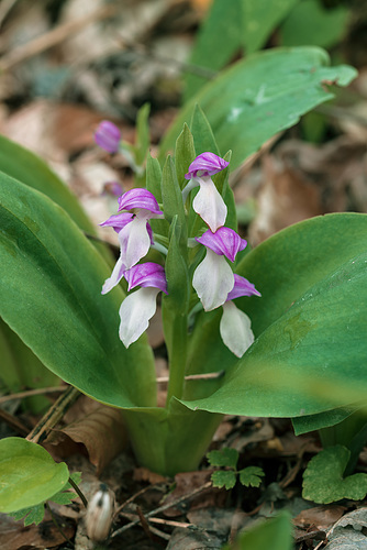 Galearis spectabilis (Showy orchisI