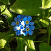 20200419 7265CPw [D~LIP] Wald-Vergissmeinnicht (Myosotis sylvatica agg), Bad Salzuflen