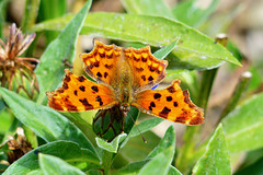 P1430083- Le Robert-le-diable (Polygonia c-album) - Jardin  13 juillet 2017